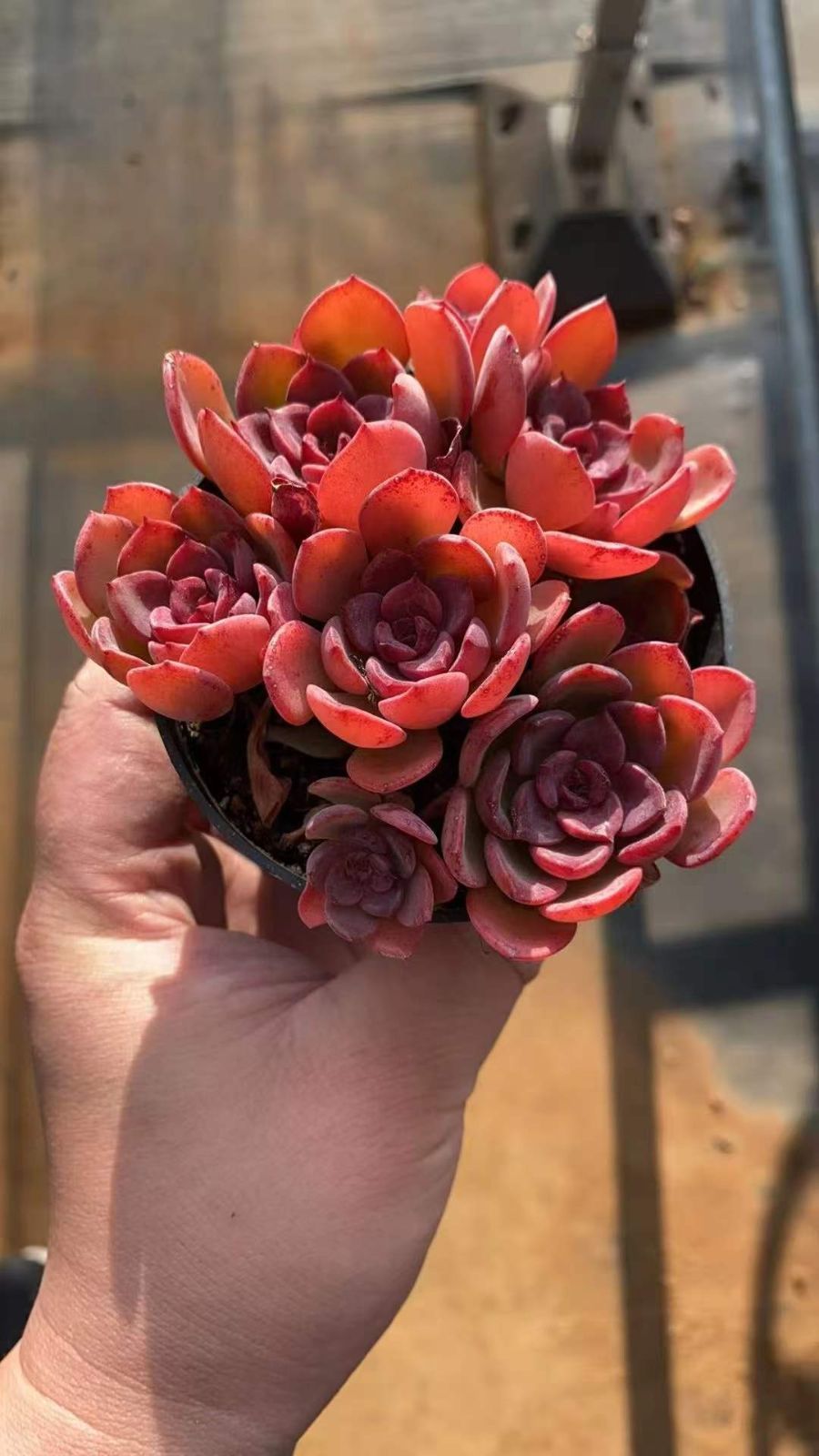 新入荷 コウキタイグン×18株 Z4398抜き苗 多肉植物　詰め合わせ アエオニウム エケベリア サボテン 韓国苗