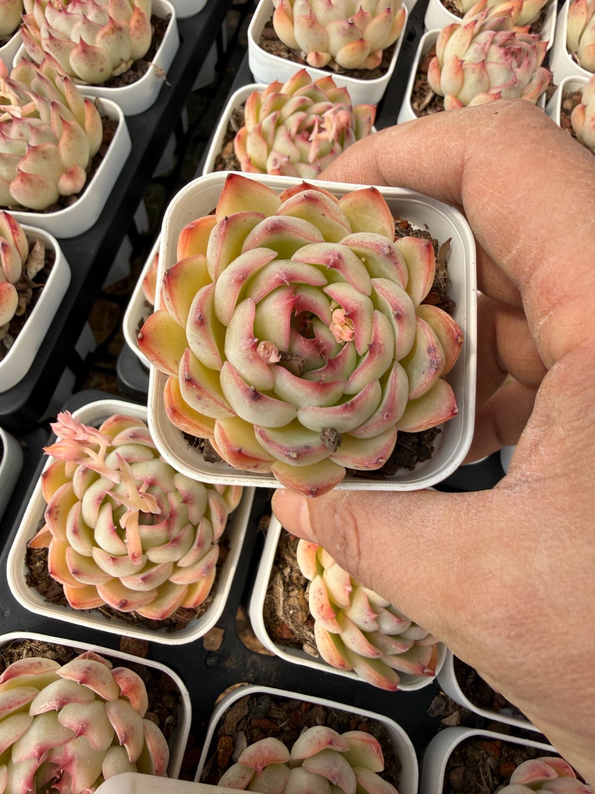 新入荷 ゴウコンヒメ×24株 Z3973抜き苗 多肉植物　詰め合わせ アエオニウム エケベリア サボテン 韓国苗