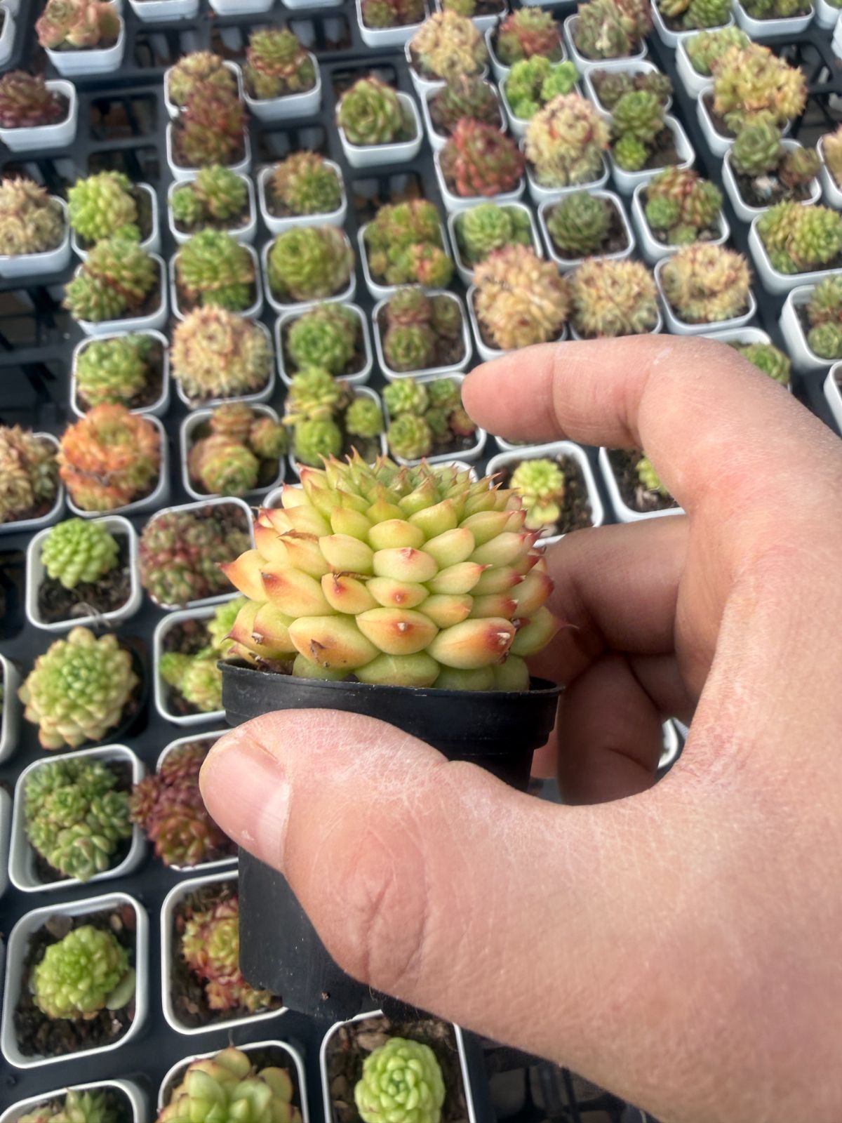新入荷 グリーンサブマリーナ×32株 Z4006抜き苗 多肉植物　詰め合わせ アエオニウム エケベリア サボテン 韓国苗｜その他多肉植物