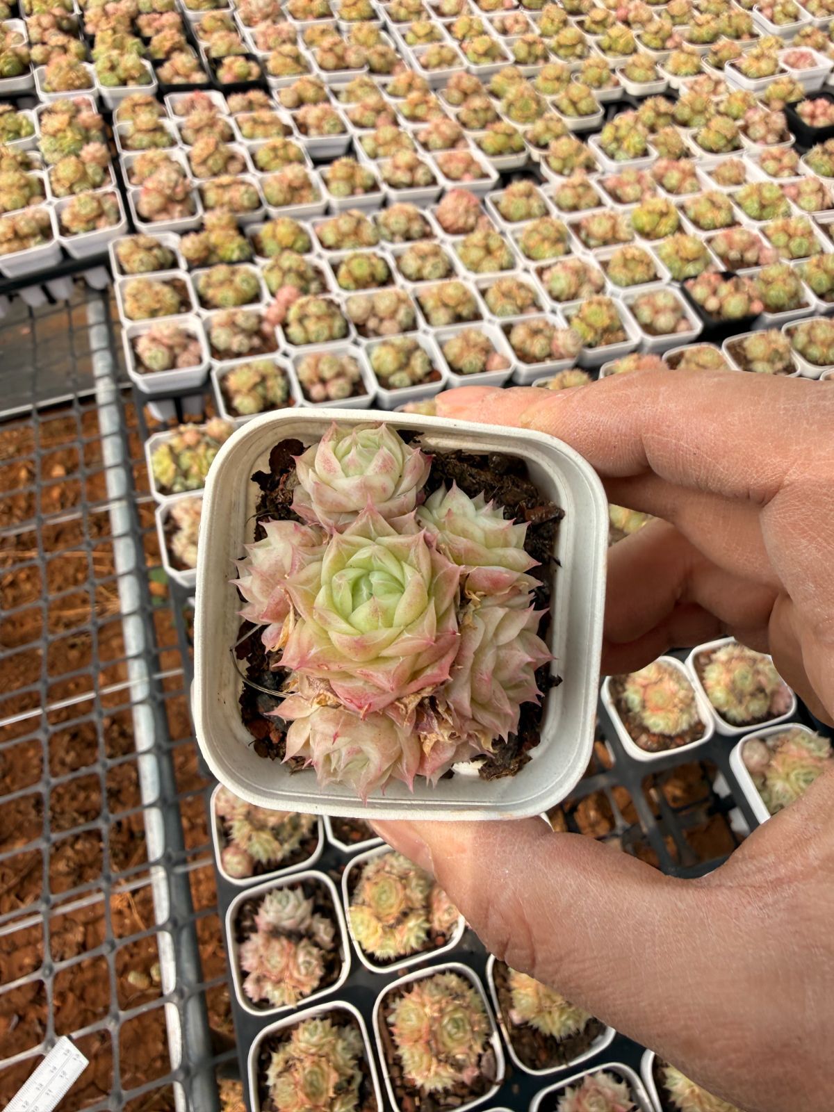 新入荷 パンドラ×24株 Z3986抜き苗 多肉植物　詰め合わせ アエオニウム エケベリア サボテン 韓国苗