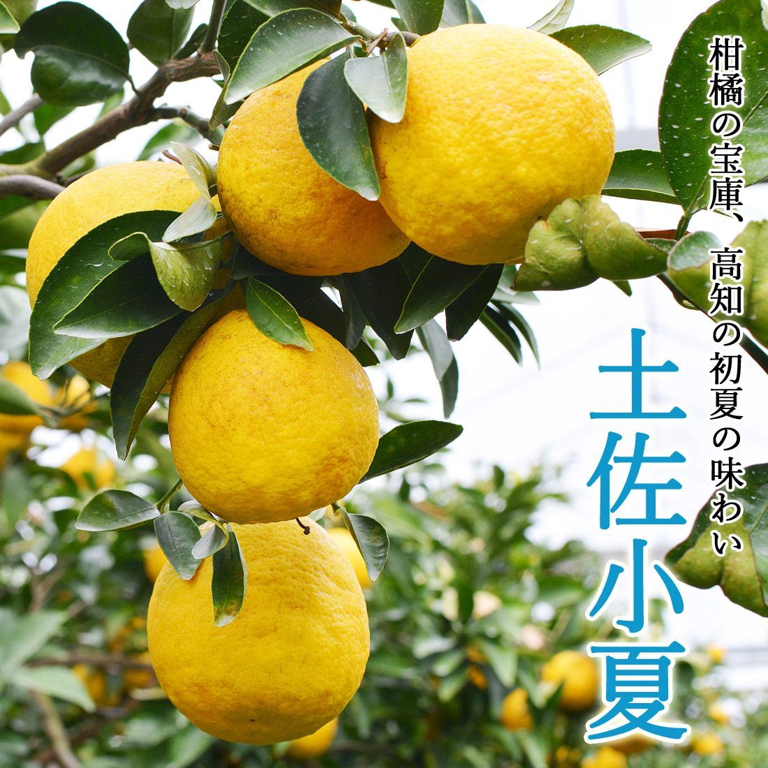 訳あり高知産小夏 3kg 無農薬栽培 家庭用 - メルカリ