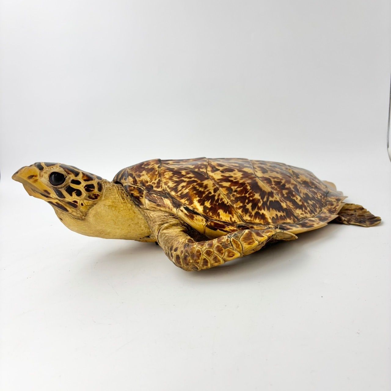 タイマイ ウミガメ 剥製 1796 - メルカリ