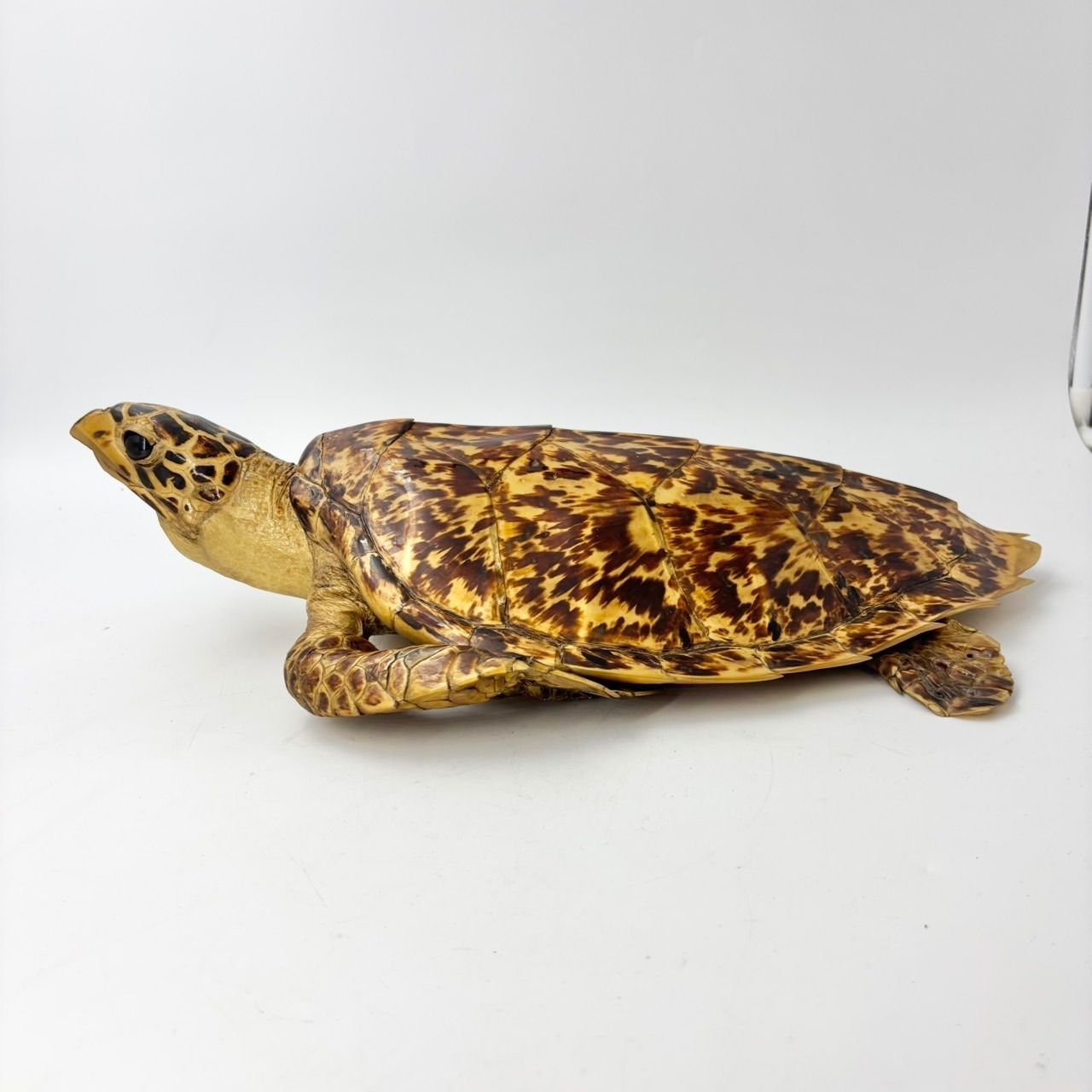 タイマイ ウミガメ 剥製 1796 - メルカリ