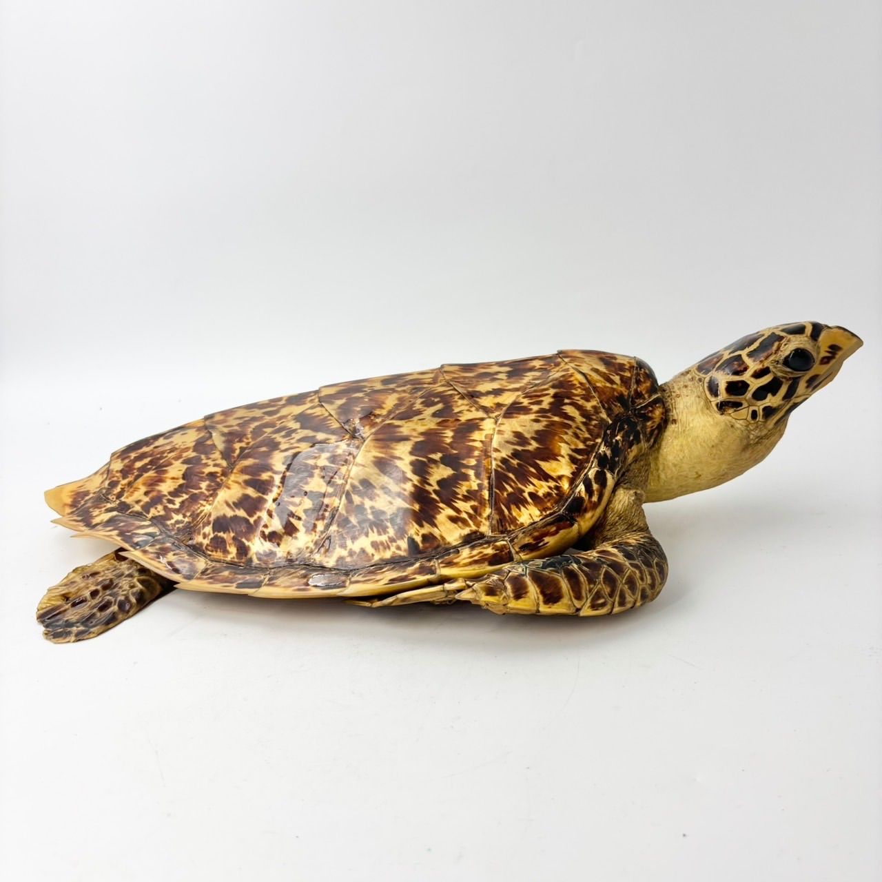 タイマイ ウミガメ 剥製 1796 - メルカリ