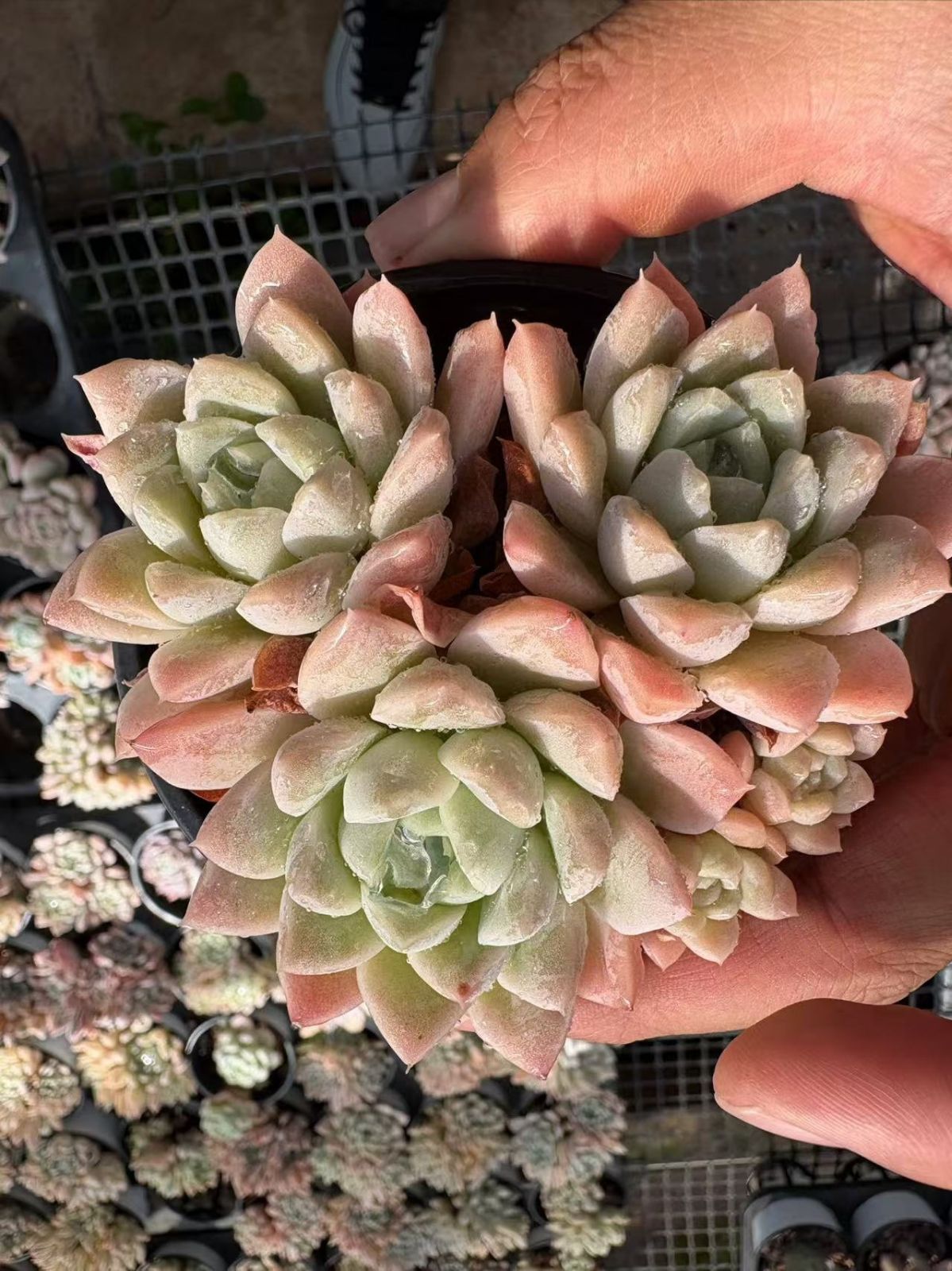 新入荷 50株の抜き苗セット ピンクグリーノビア 多肉植物 佐川急便発送