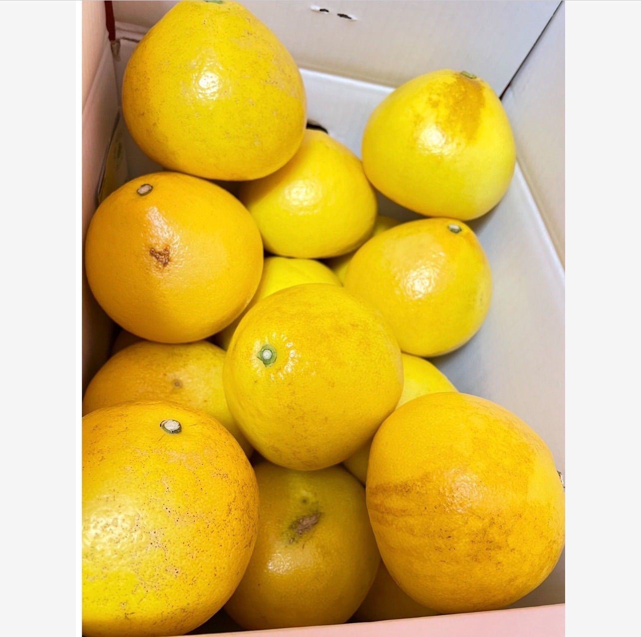 高知産 土佐文旦 訳ありB品 10kg 柑橘の王様 - メルカリ