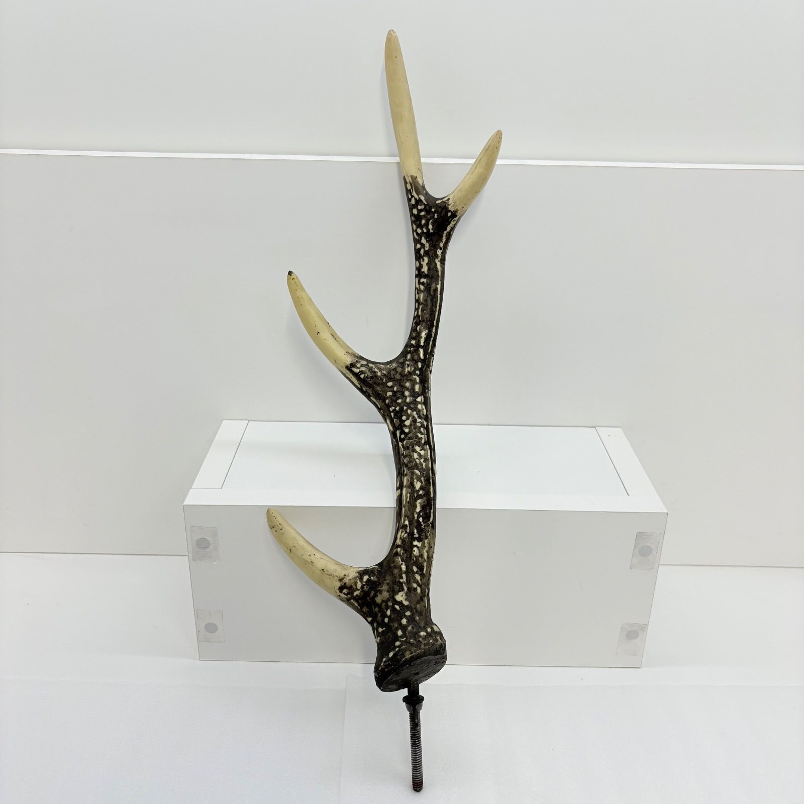 天然】鹿の角 壁掛けフック ハンガー 約43cm インテリア DIY キャンプ 