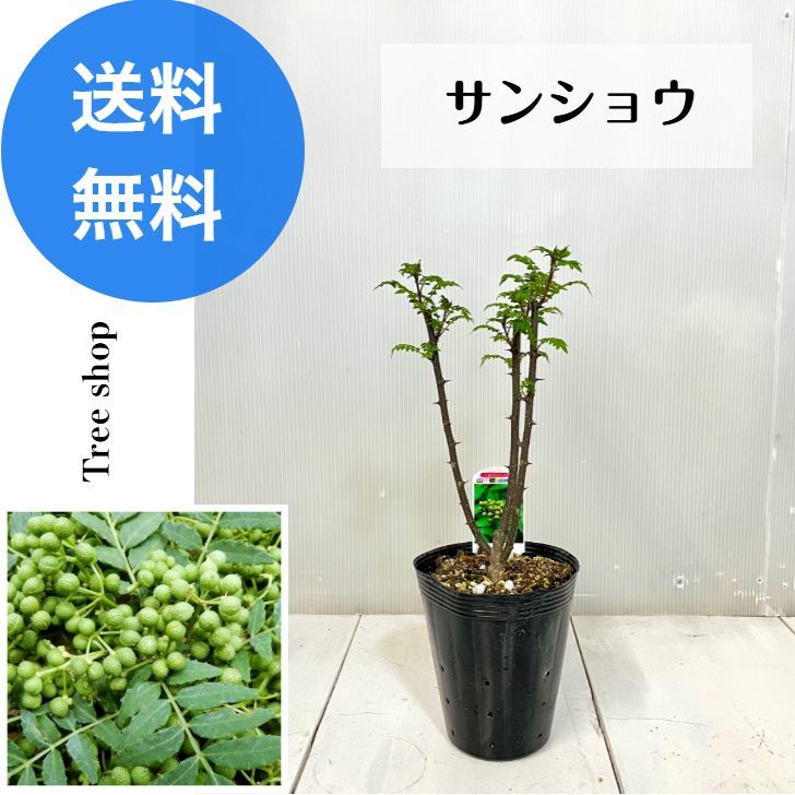 サンショウ 【送料無料】雄雌不明 山椒 椒 15cmポット苗 高さ0.25m 幅