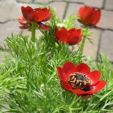 夏咲福寿草の種 - メルカリ