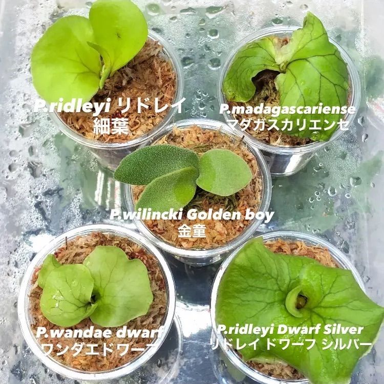 ビカクシダ リドレイドワーフシルバー シルベリー リドレイ 細葉 マダ