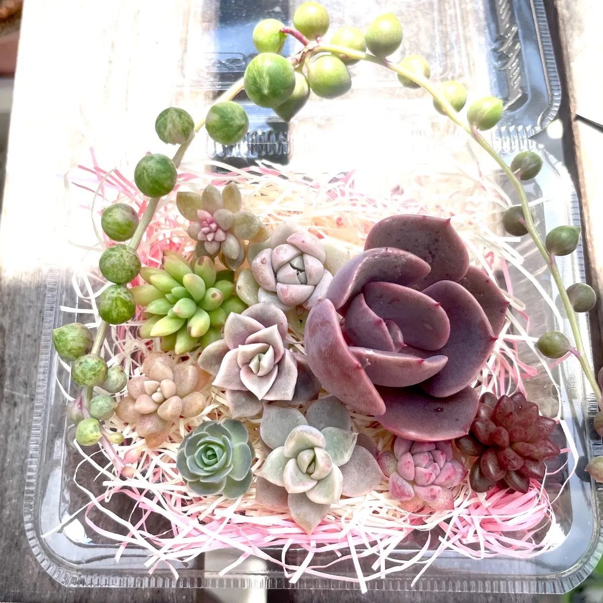 カット苗セット 寄せ植えカット苗セット | 多肉style