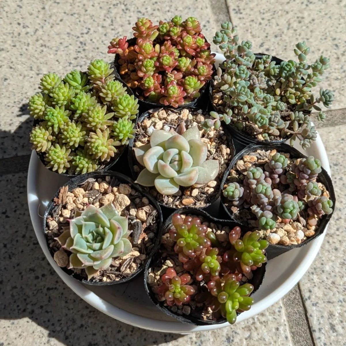 多肉植物 抜き苗 春の寄せ植えセット 4センチポット×7 - メルカリ