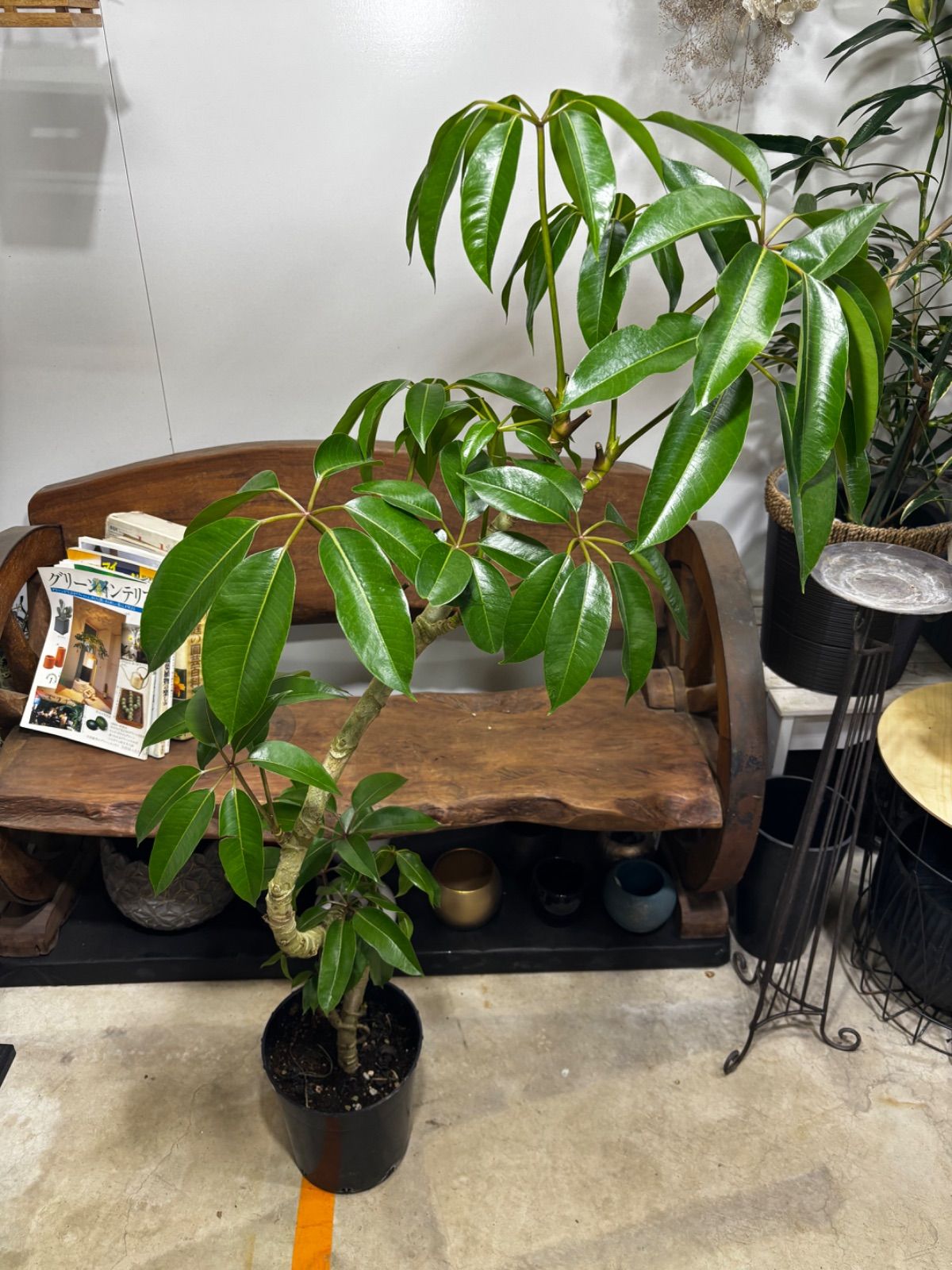 観葉植物 [一点もの]チュピタンサス7号