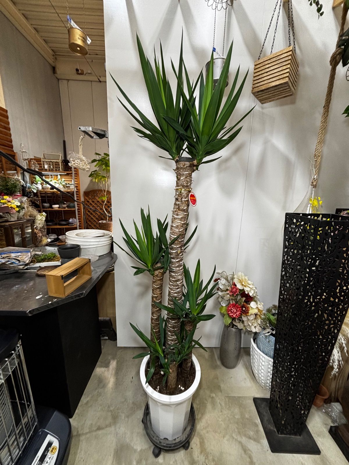 ユッカ・ロストラータ　尺鉢　ドライガーデン　庭　観葉植物　ガーデニング　屋外　アウトドア