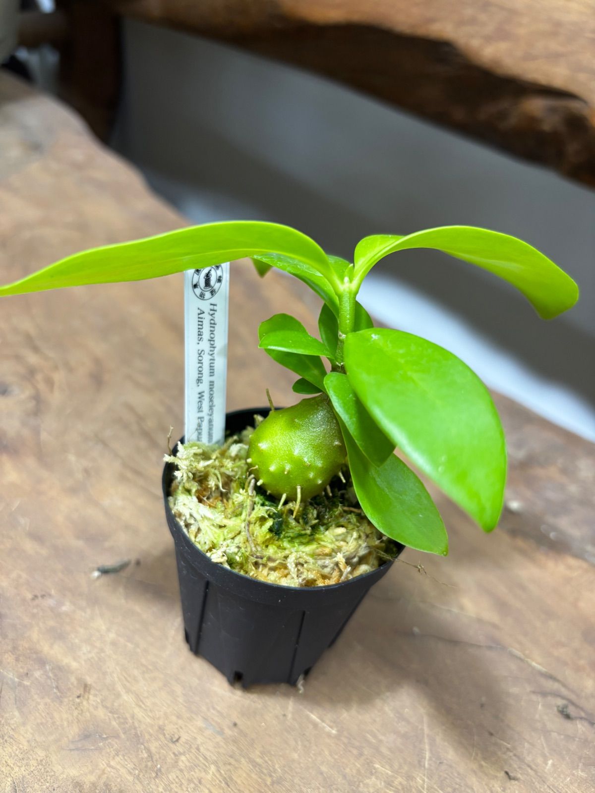 その他観葉植物 memeno ヒドノフィツム モセレヤナム 2号 アリ植物 塊根植物 コーデックス