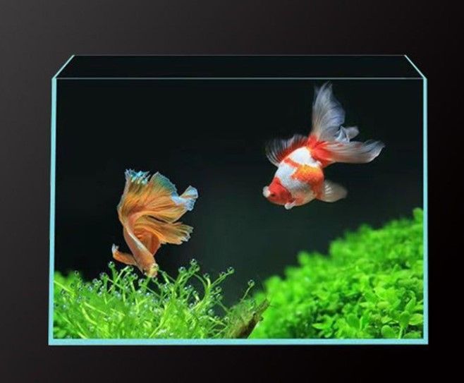 不備品特売！！　水槽　60CM W60×D45×H45 厚み8mm 水槽 60CM W60*D45*H45 - メルカリ