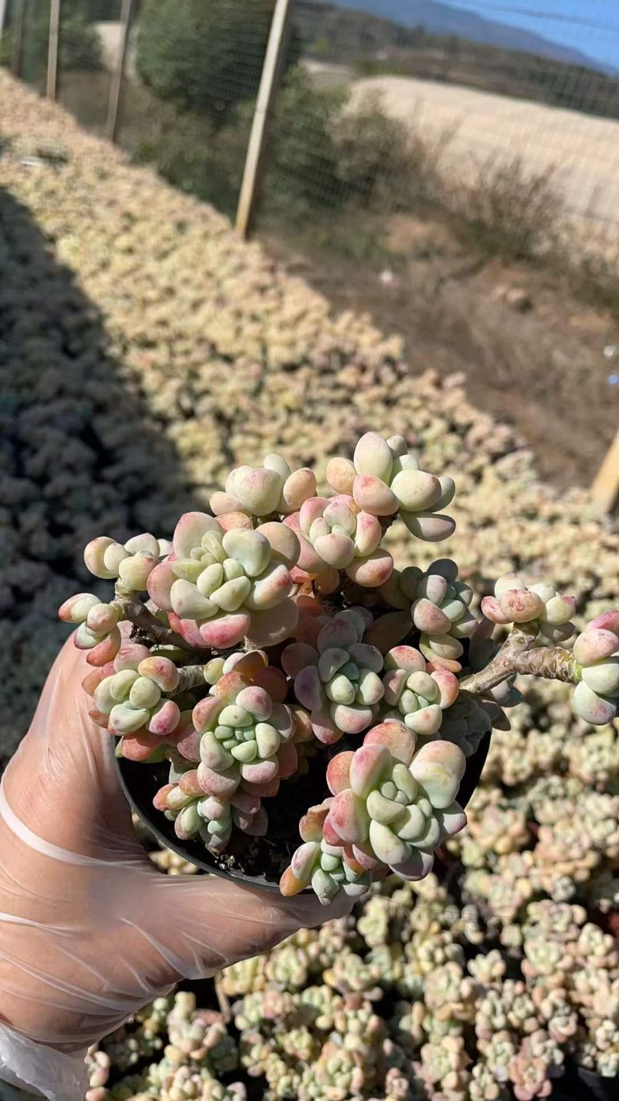 15株の抜き苗セット】ピンクラウル 多肉植物 佐川急便発送 エケベリア