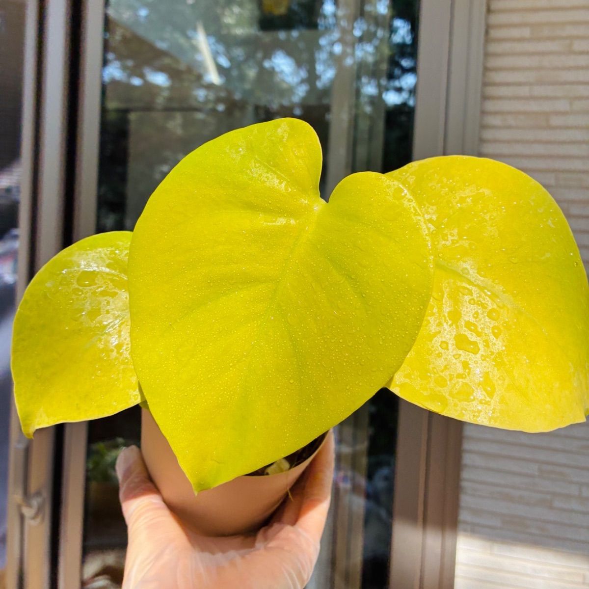 モンステラ デリシオーサ Monstera deliciosa 'Gold Monster' 新種