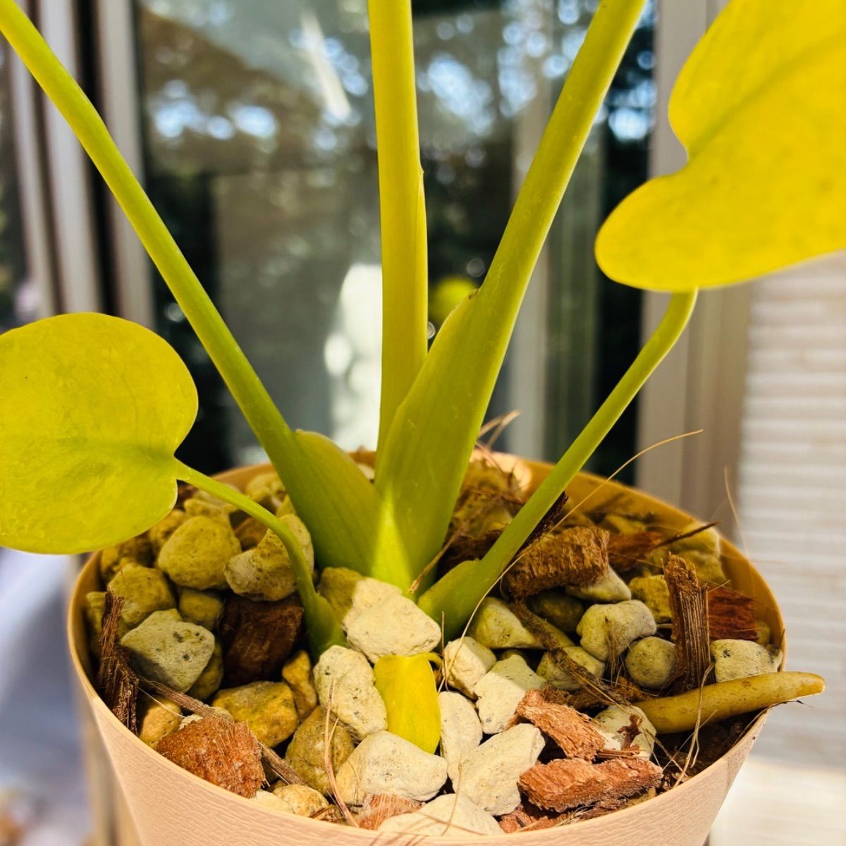 モンステラ デリシオーサ Monstera deliciosa 'Gold Monster' 新種