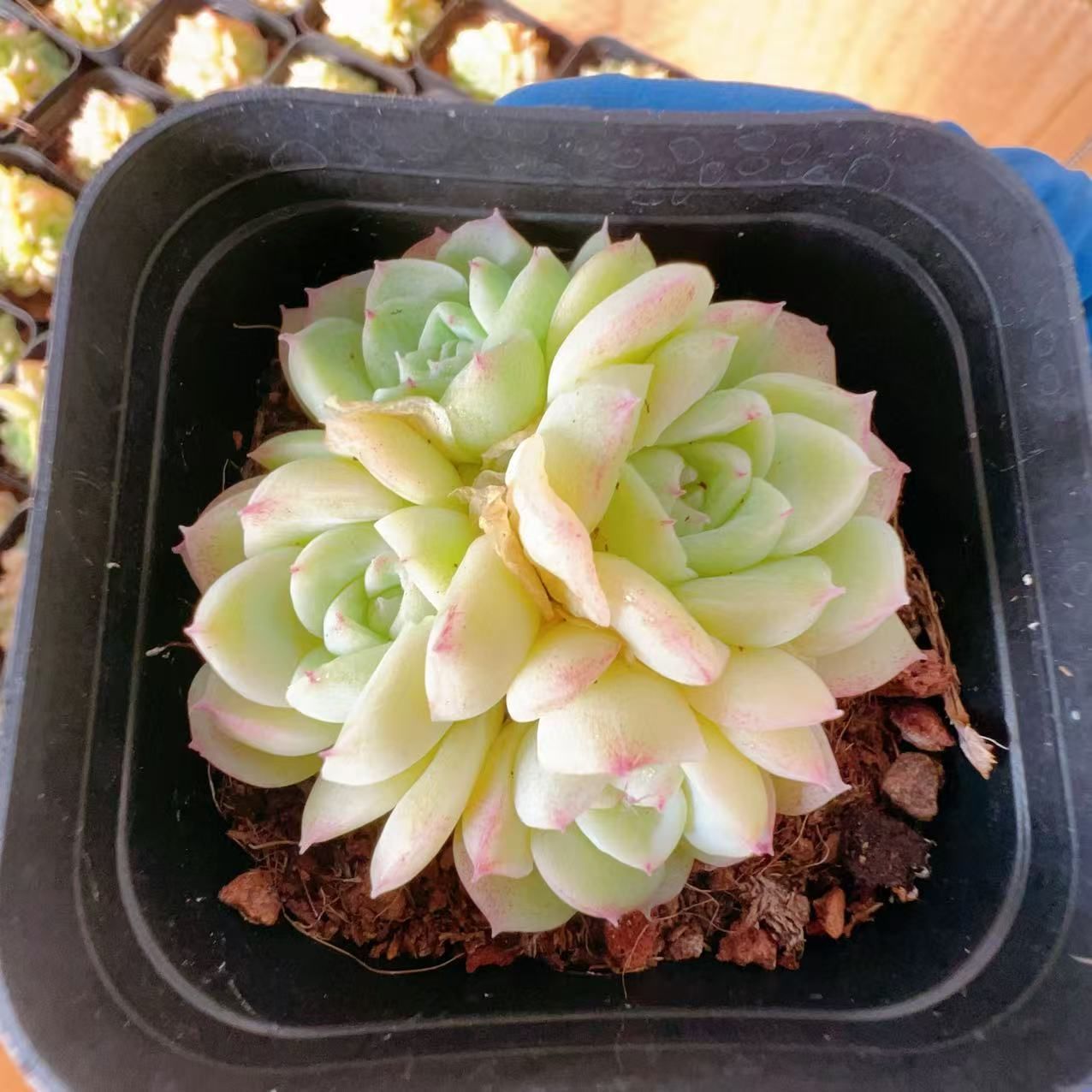 Z34×54苗 ユキツメ 新入荷 抜き苗 多肉植物 詰め合わせ アエオニウム