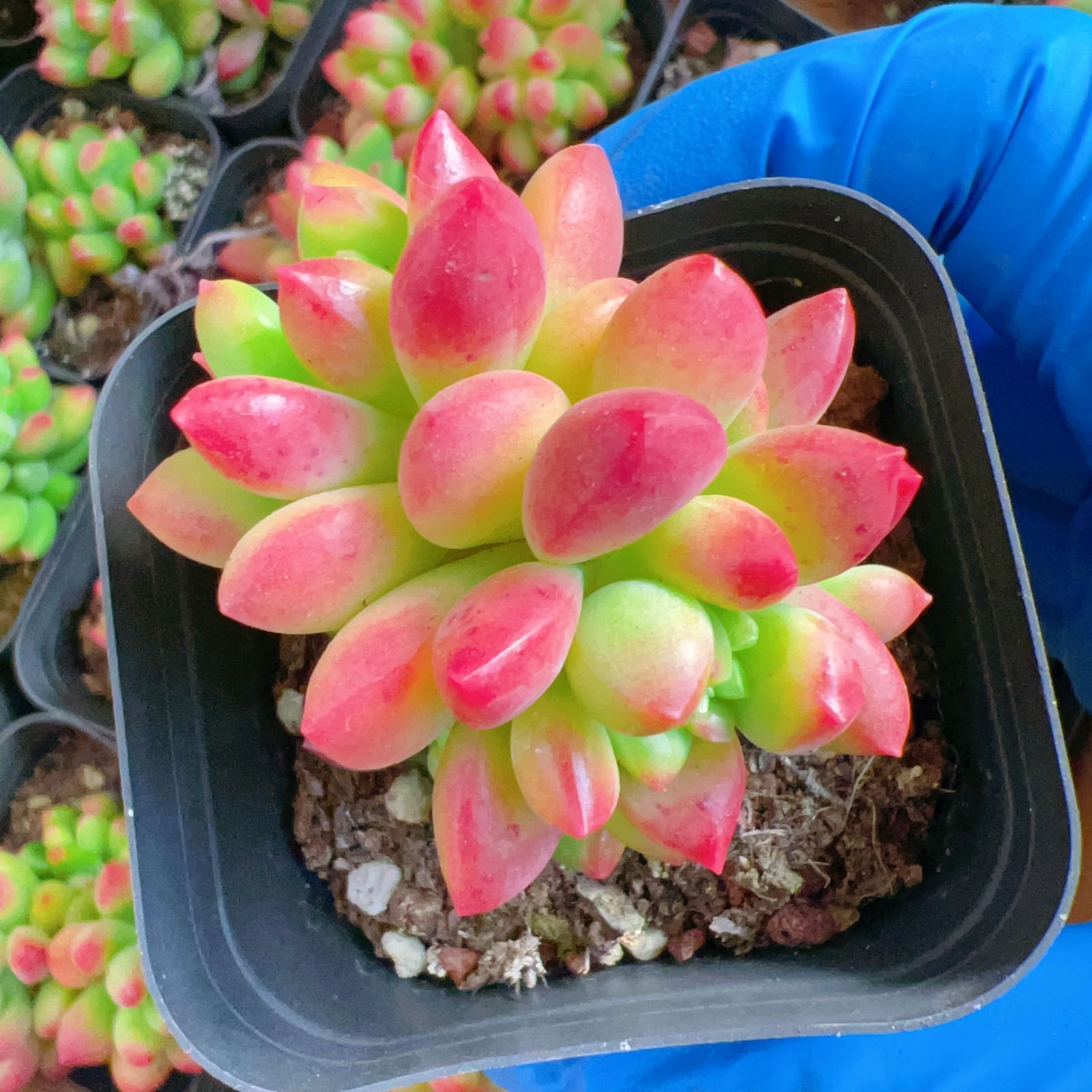 新規オープン記念 レモンプリンセス×50株 多肉植物 抜き苗 エケベリア