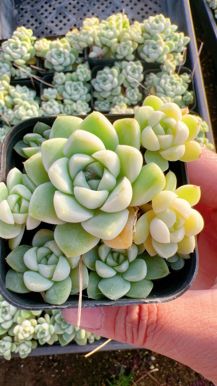 新入荷 グリーンヒスイ L2403×70鉢 抜き苗 多肉植物 アエオニウム