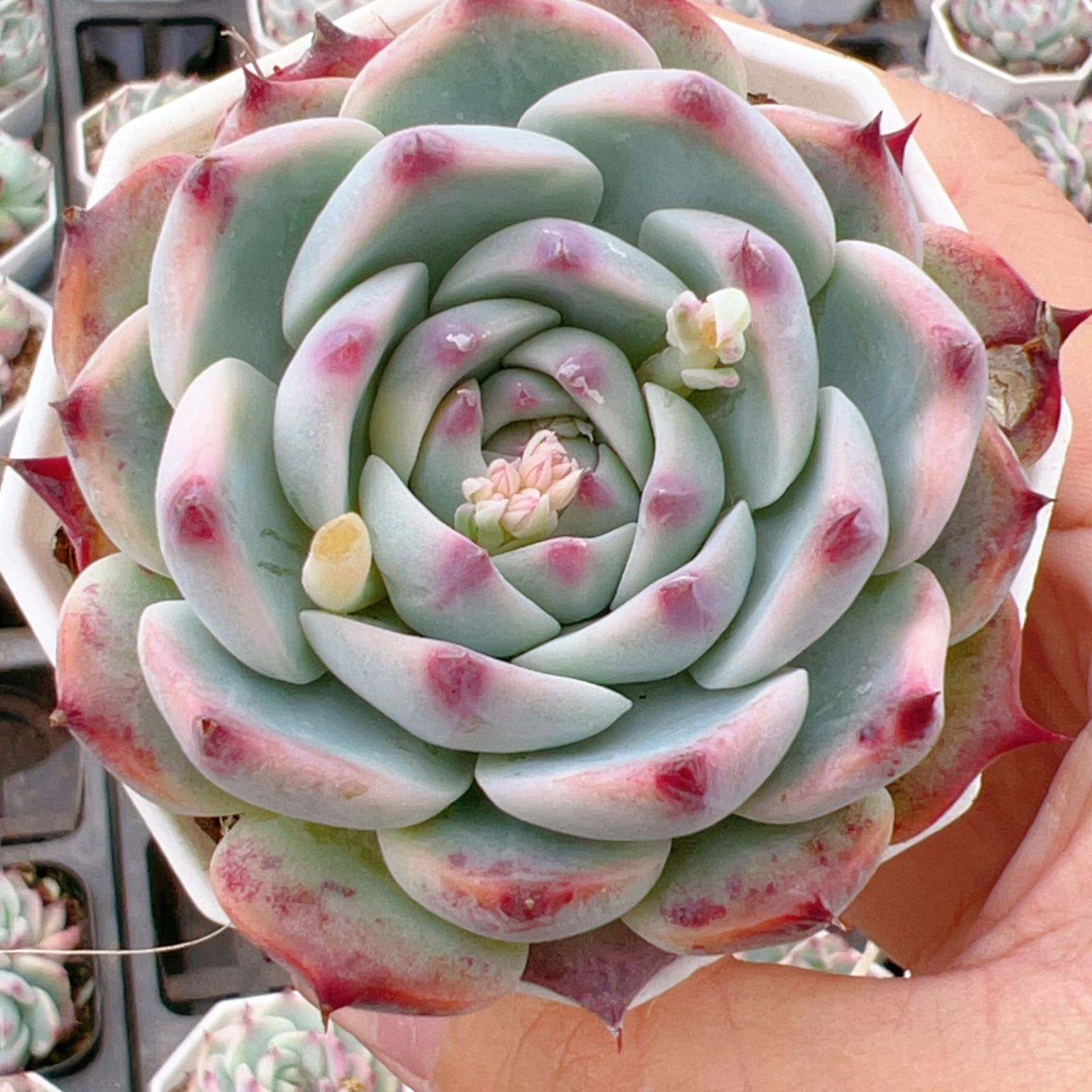Havisham's walts(群生)◎多肉植物 カット苗 輸入苗エケベリア等 72苗×チワワ 多肉植物 エケベリア セダム アエオニウム