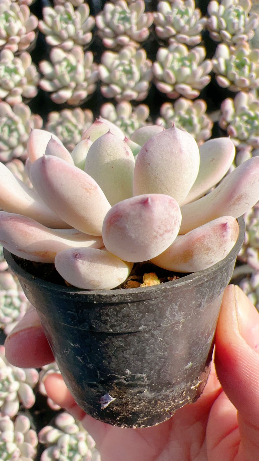 Top【選抜株】多肉植物　360464アエオニウム アゾラー50個プラグトレー苗 新入荷 ティア×50株 Z2387抜き苗 多肉植物 詰め合わせ アエオニウム