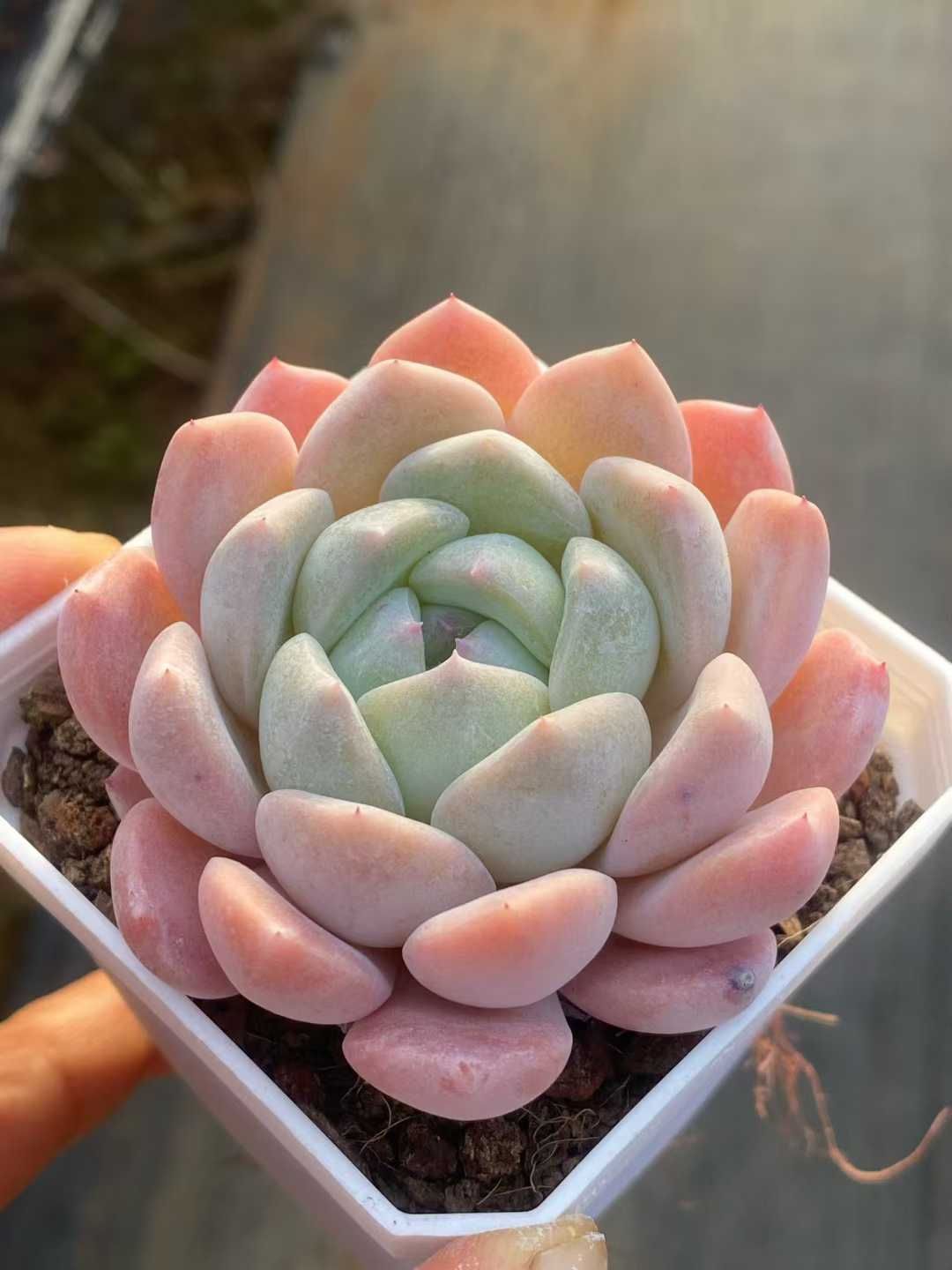 50株×コウム 多肉植物 エケベリア セダム アエオニウム