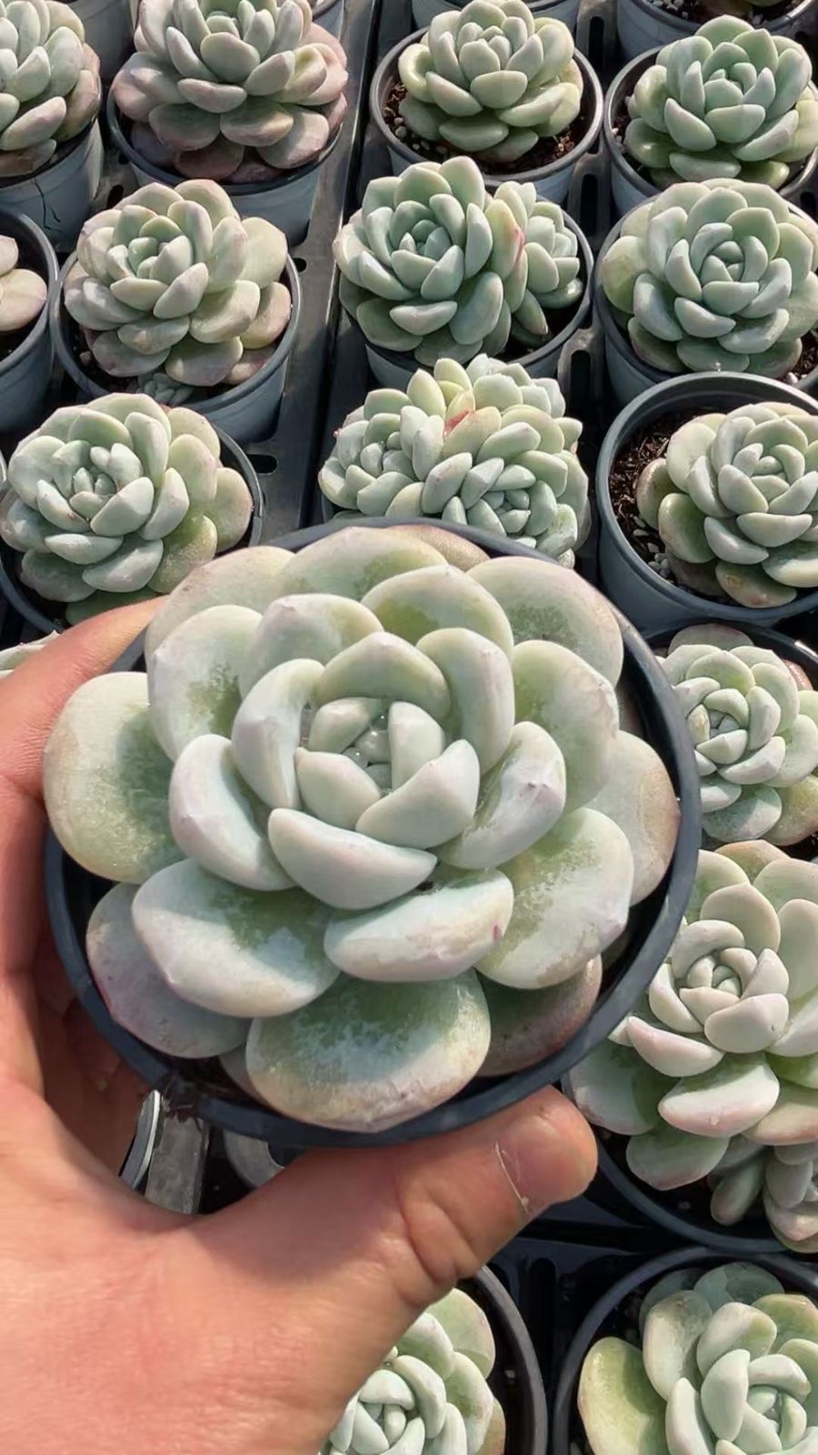 新入荷 ヒョウギョク×10株 CY0302抜き苗 多肉植物 詰め合わせ