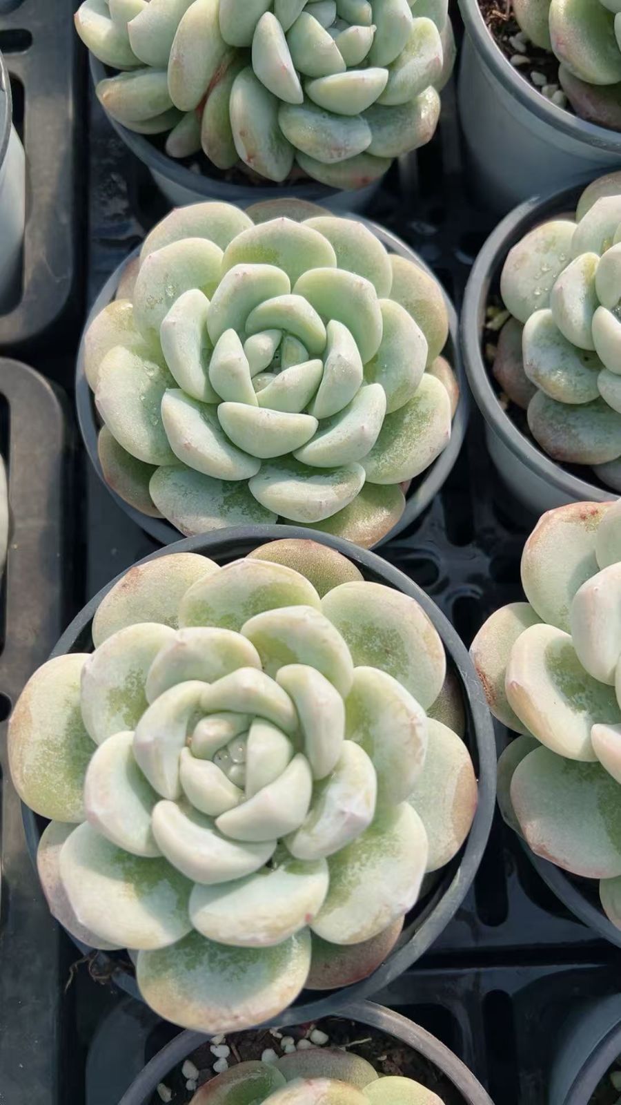 25#多肉植物アエオニウム❤️ ナガ女王 セッカ ❤️19cm拔き苗 新入荷 ヒョウギョク×10株 CY0302抜き苗 多肉植物 詰め合わせ