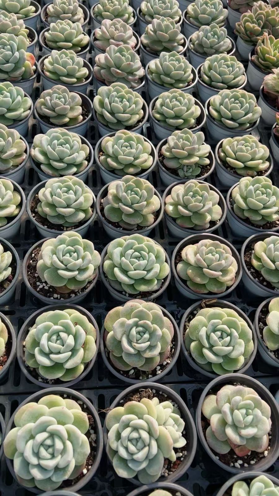 新入荷 ヒョウギョク×10株 CY0302抜き苗 多肉植物 詰め合わせ