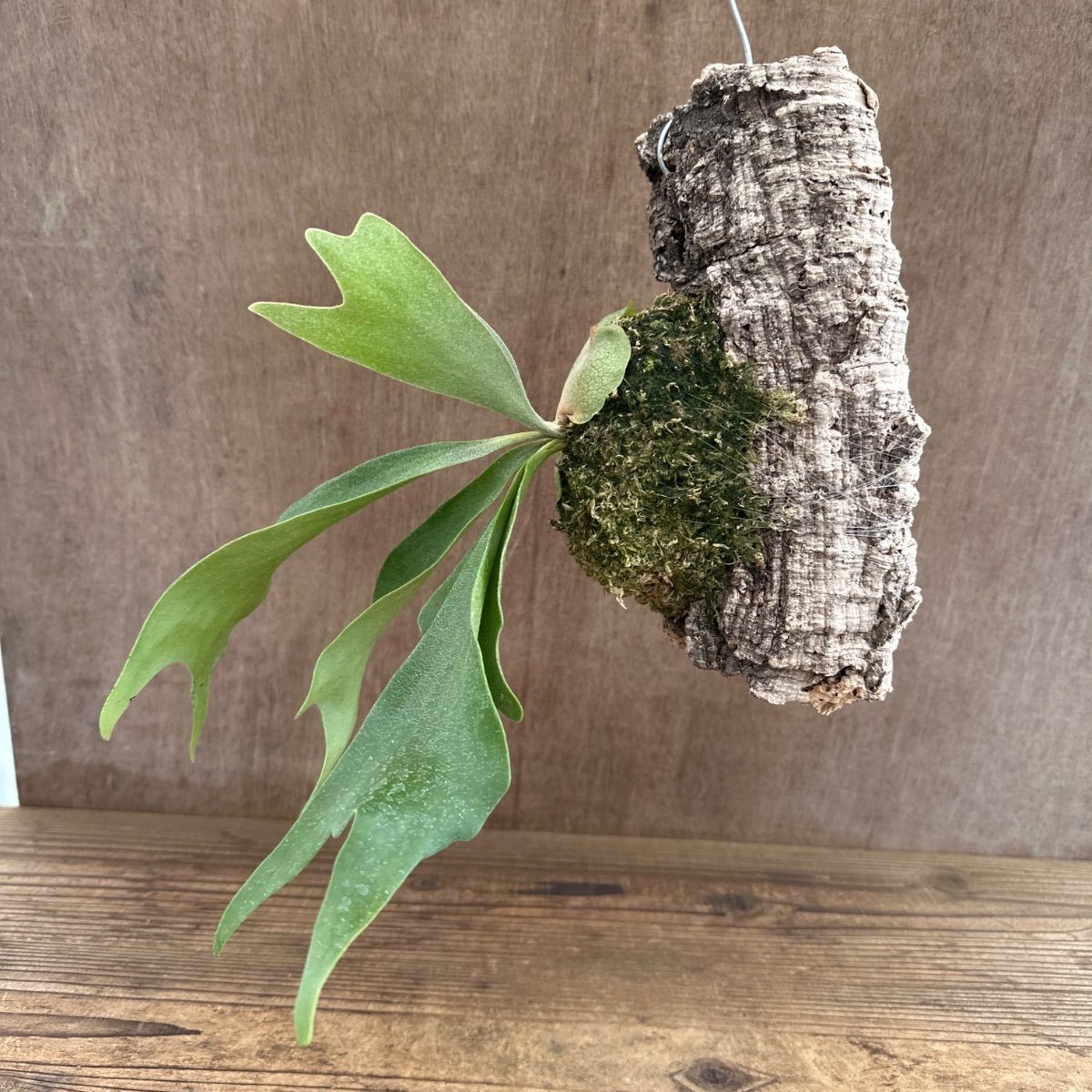 コウモリラン アルシコルネ ① コルク付 現品 Platycerium alcicorne 