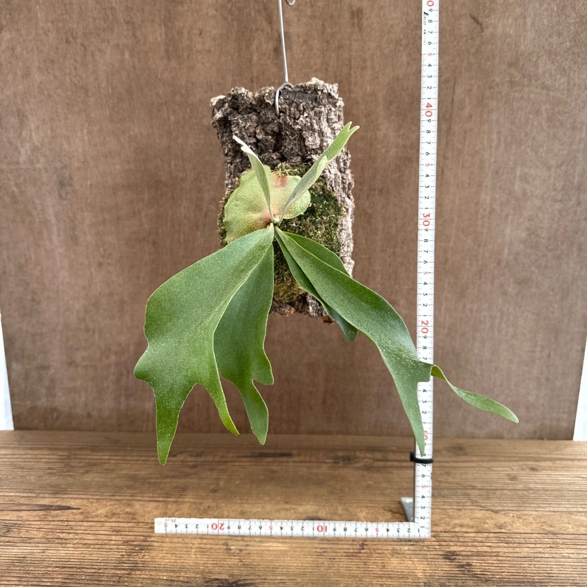 コウモリラン アルシコルネ ① コルク付 現品 Platycerium alcicorne 