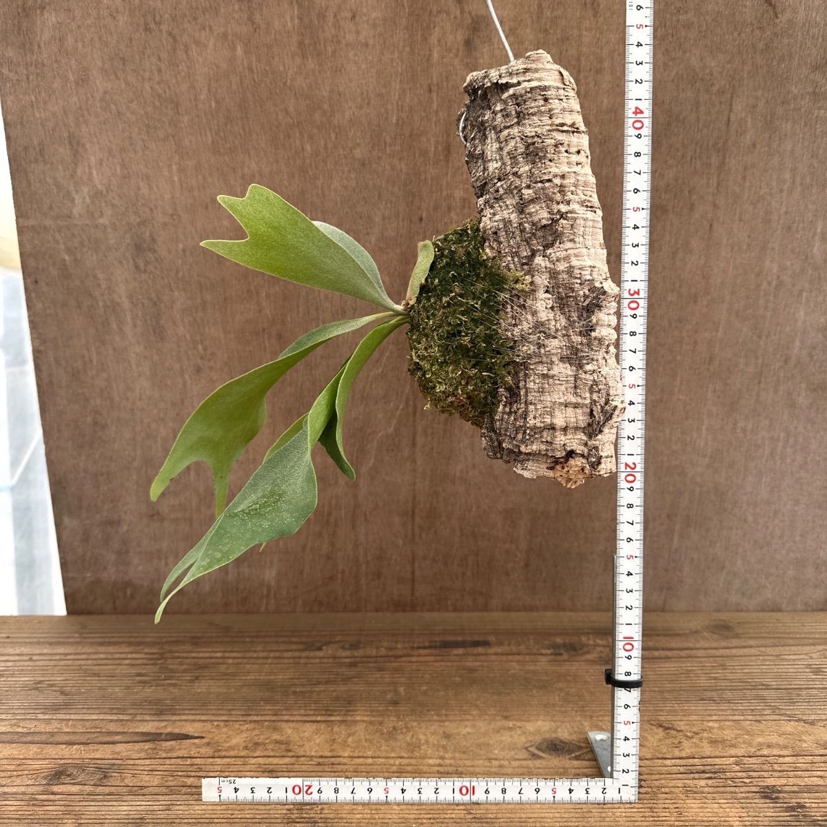 コウモリラン アルシコルネ ① コルク付 現品 Platycerium alcicorne 