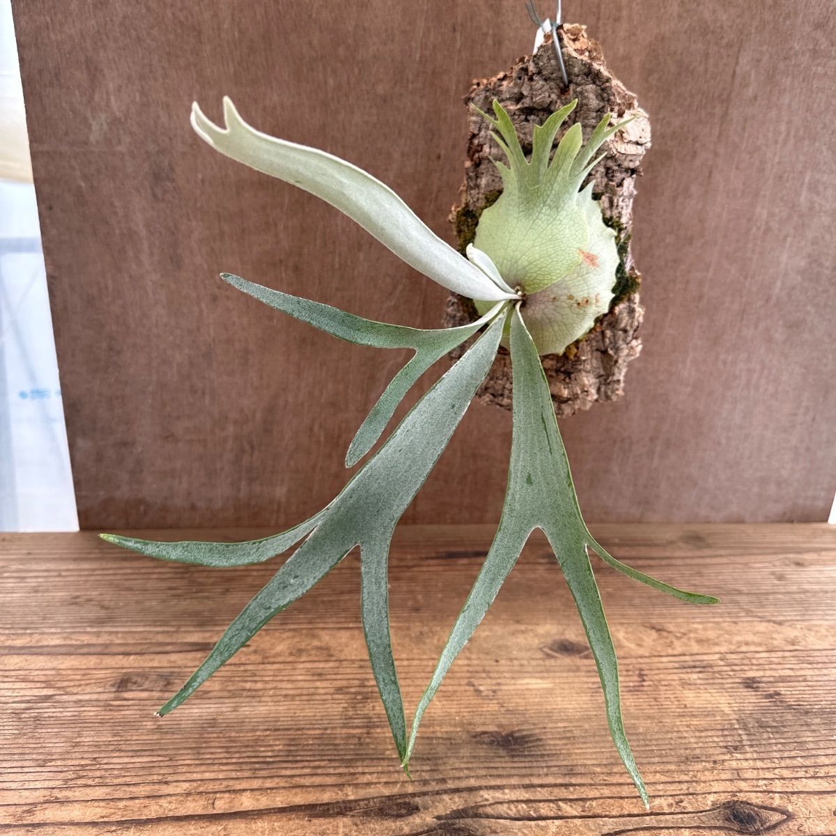 コウモリラン ベイチー ③ コルク付け 現品 Platycerium veitchii