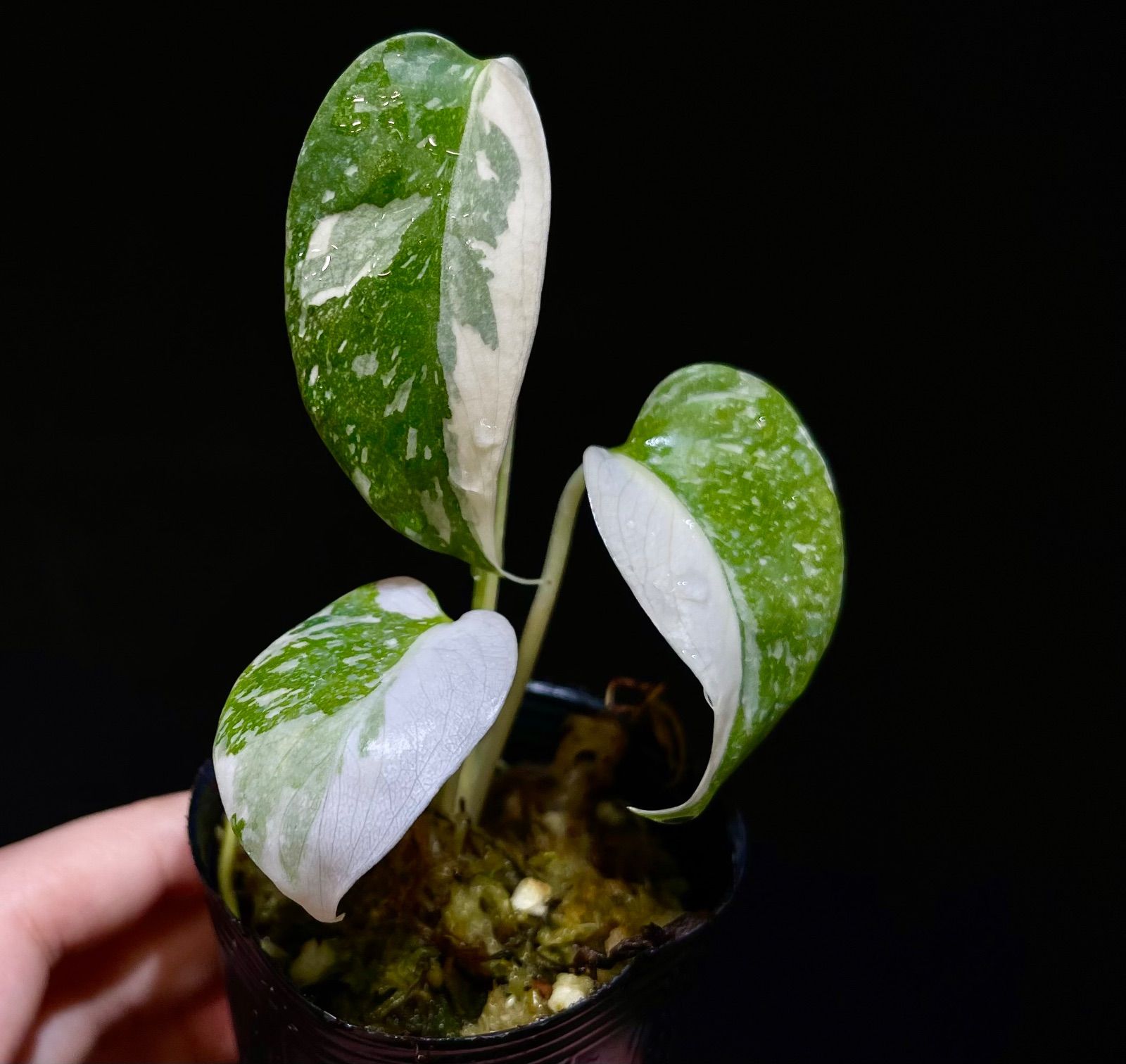 Monstera dericiosa platinum / モンステラデリシオーサプラチナム