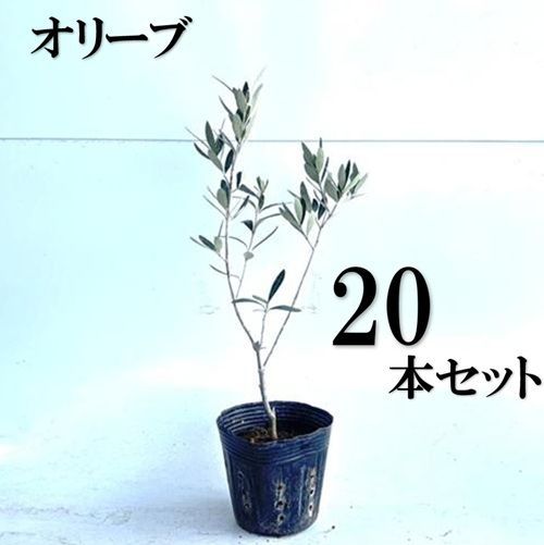 【20本セット】オリーブ樹高0.3m前後10.5cmポット