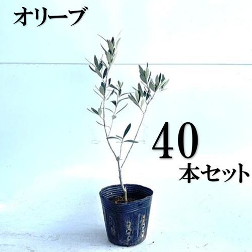 【40本セット】オリーブ樹高0.3m前後10.5cmポット