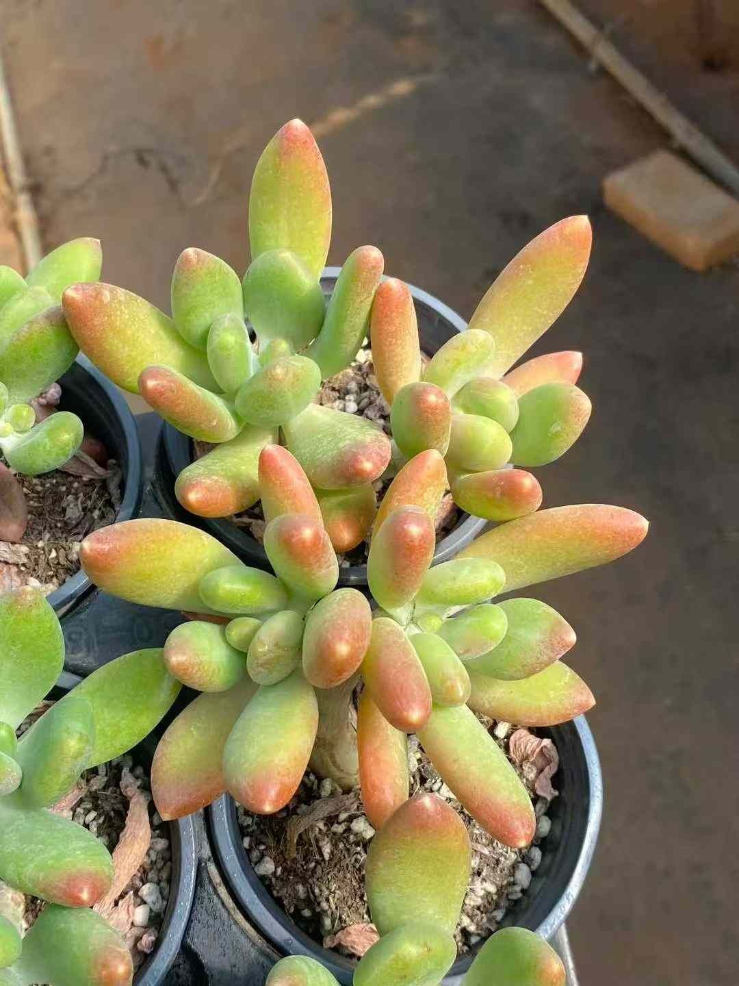 新規オープン記念 チワワ×18株 多肉植物 エケベリア セダム