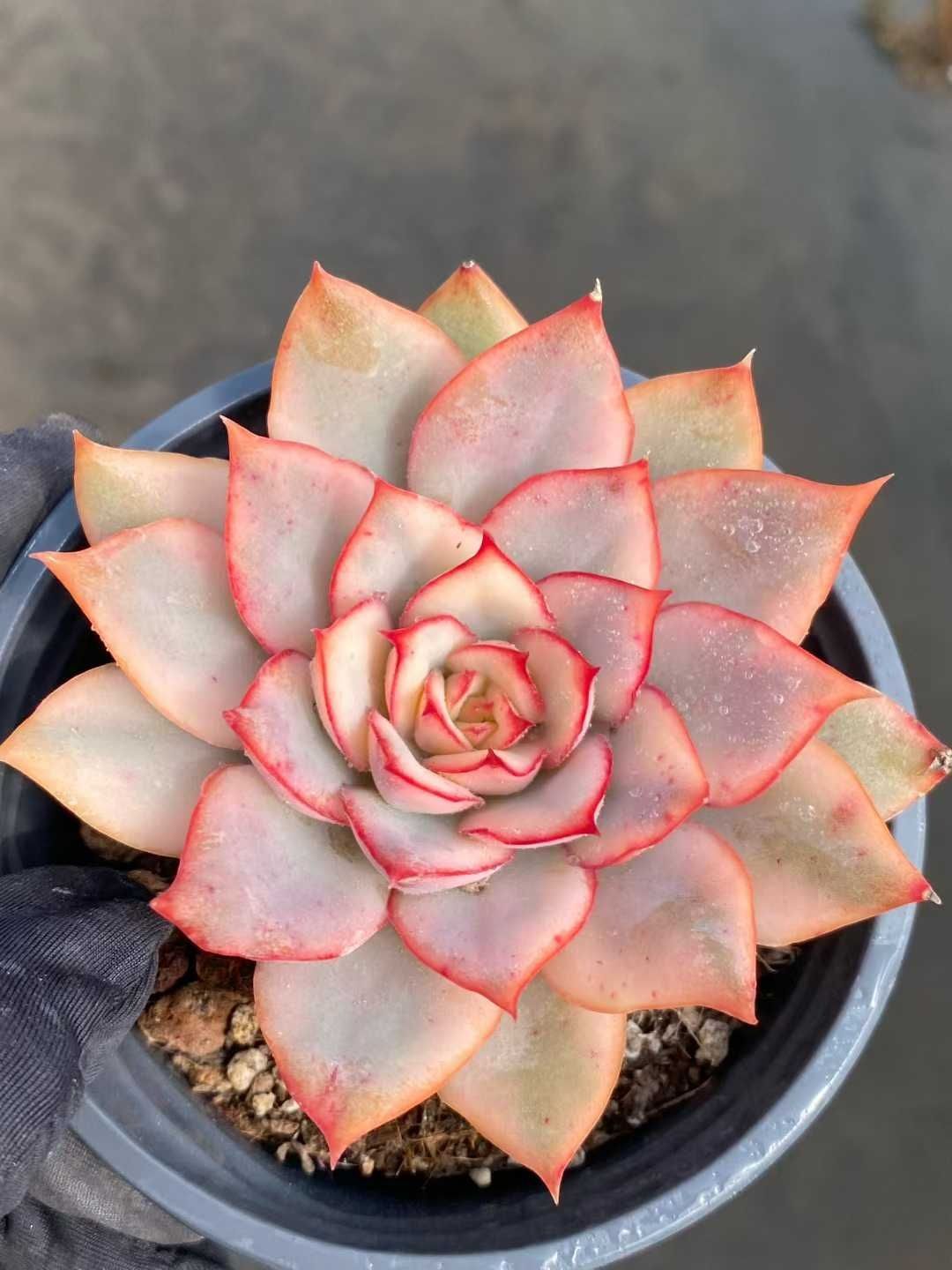 18株×ラクジン 多肉植物 エケベリア セダム アエオニウム