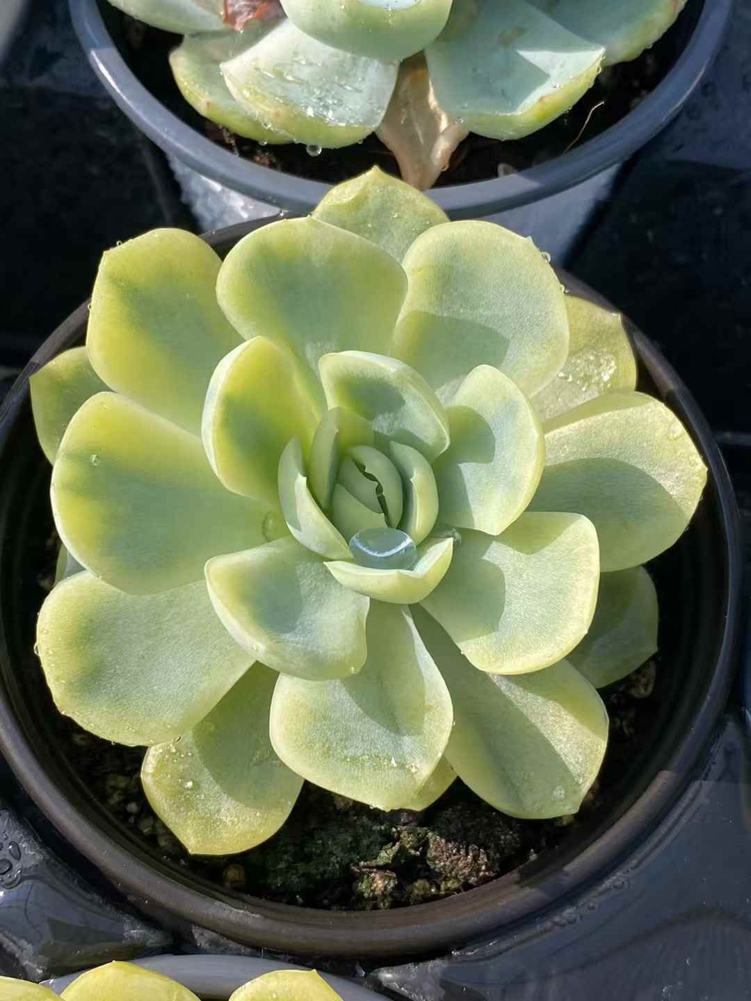 30株×シラクニシキ 多肉植物 エケベリア セダム アエオニウム