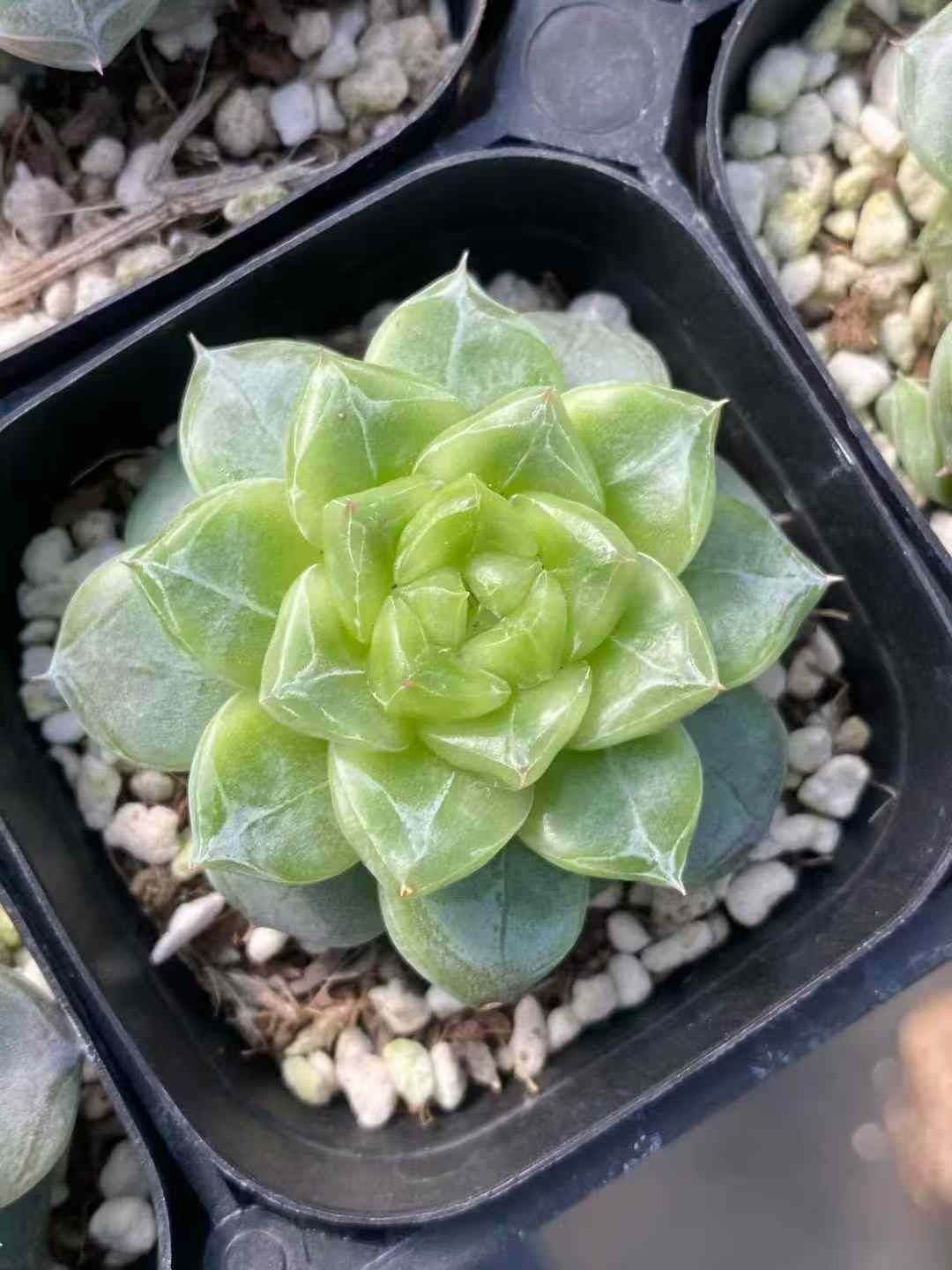 多肉植物 791現物 多肉植物 Echeveria 沙羅姫牡丹xヘルビンゲリ 抜き苗 | るる