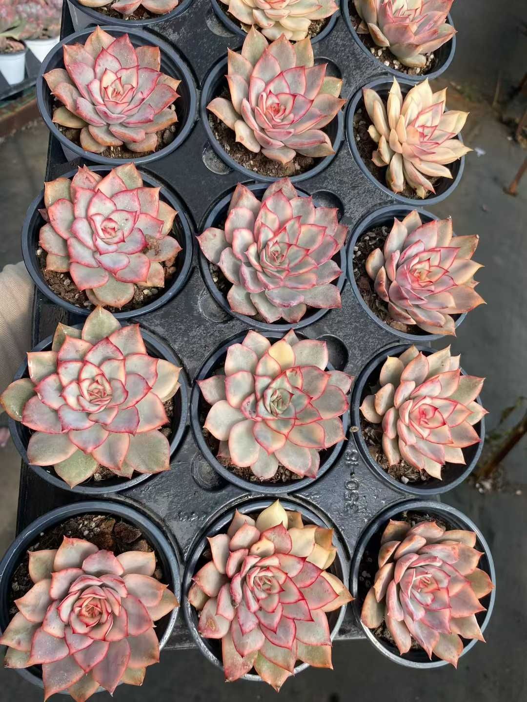 新規オープン記念 スタージェイド×50株 多肉植物 抜き苗 エケベリア
