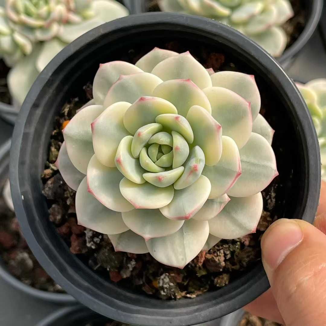 18株×ラクジン 多肉植物 エケベリア セダム アエオニウム