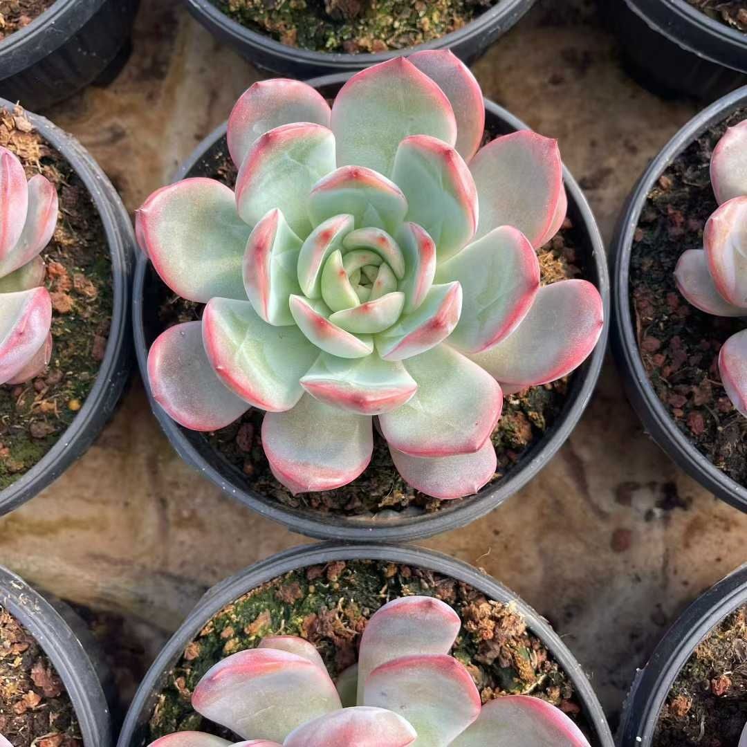 新規オープン記念 ピンクのローズ×30株 多肉植物 エケベリア セダム
