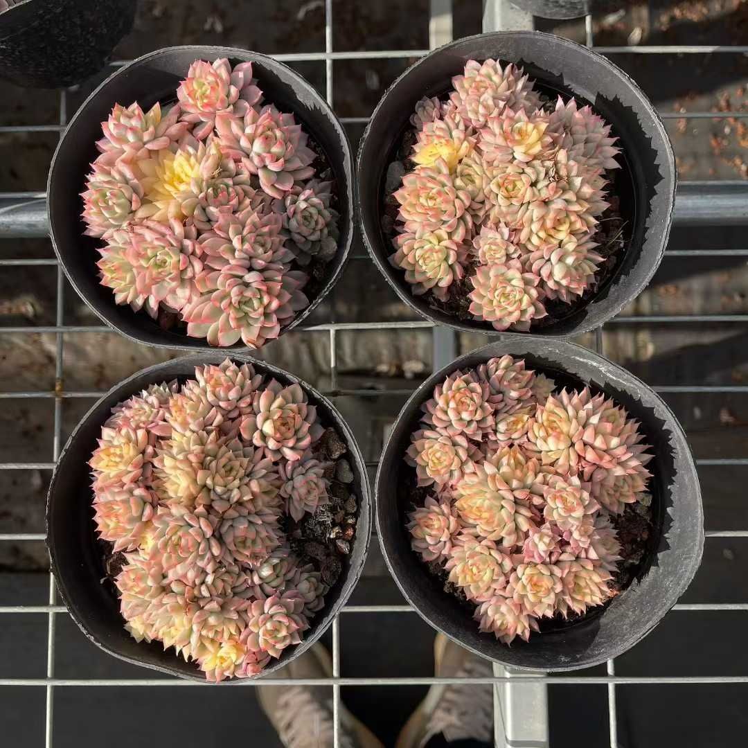 新規オープン記念 スタージェイド×50株 多肉植物 抜き苗 エケベリア