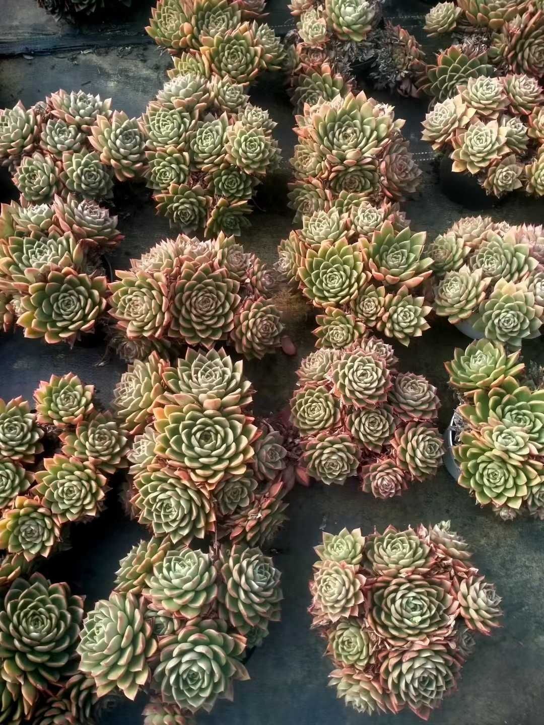新規オープン記念 パフ大苗×6株 多肉植物 抜き苗 エケベリア セダム