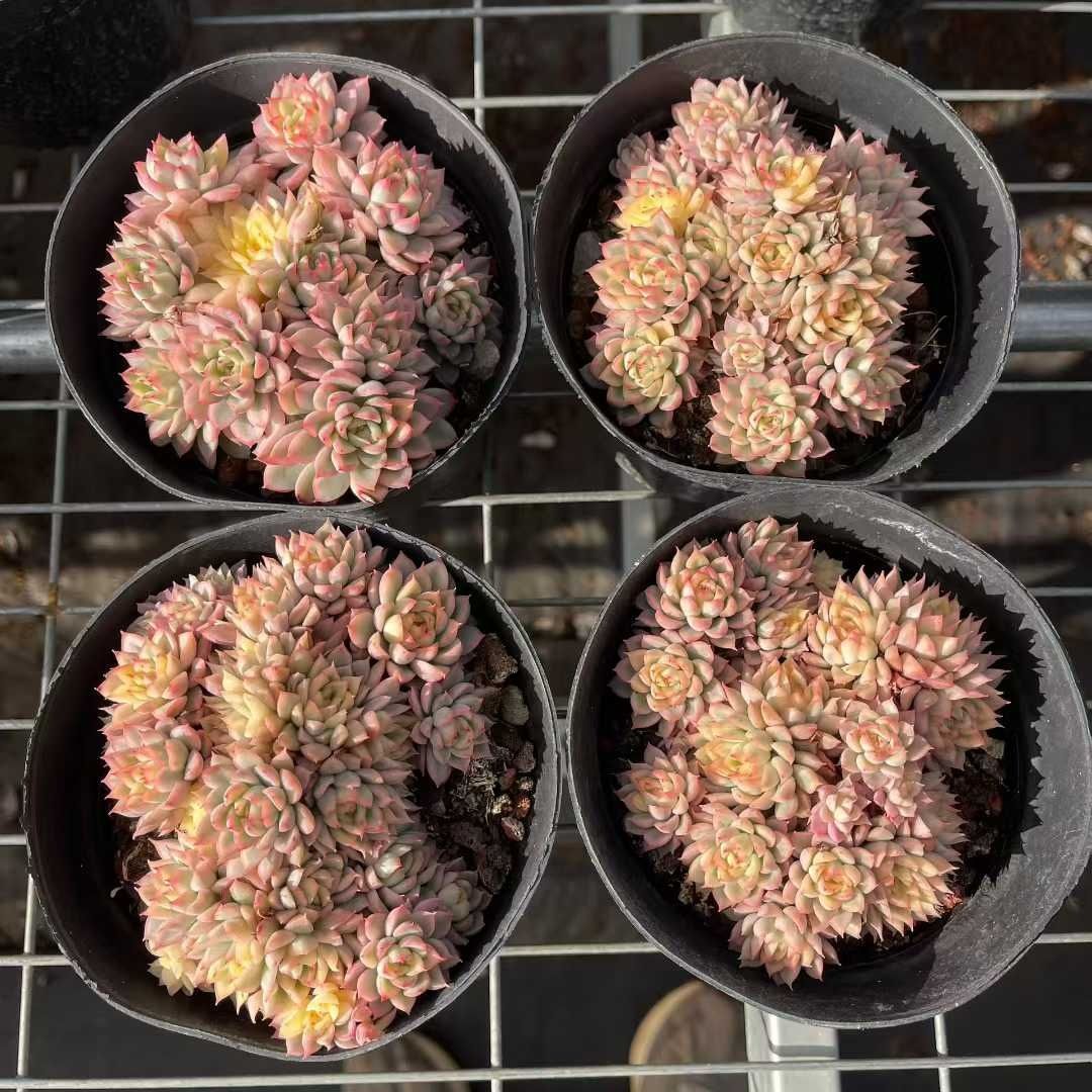 ZA874×12株 ケイコウヒメ 多肉植物 アエオニウム エケベリア カット苗
