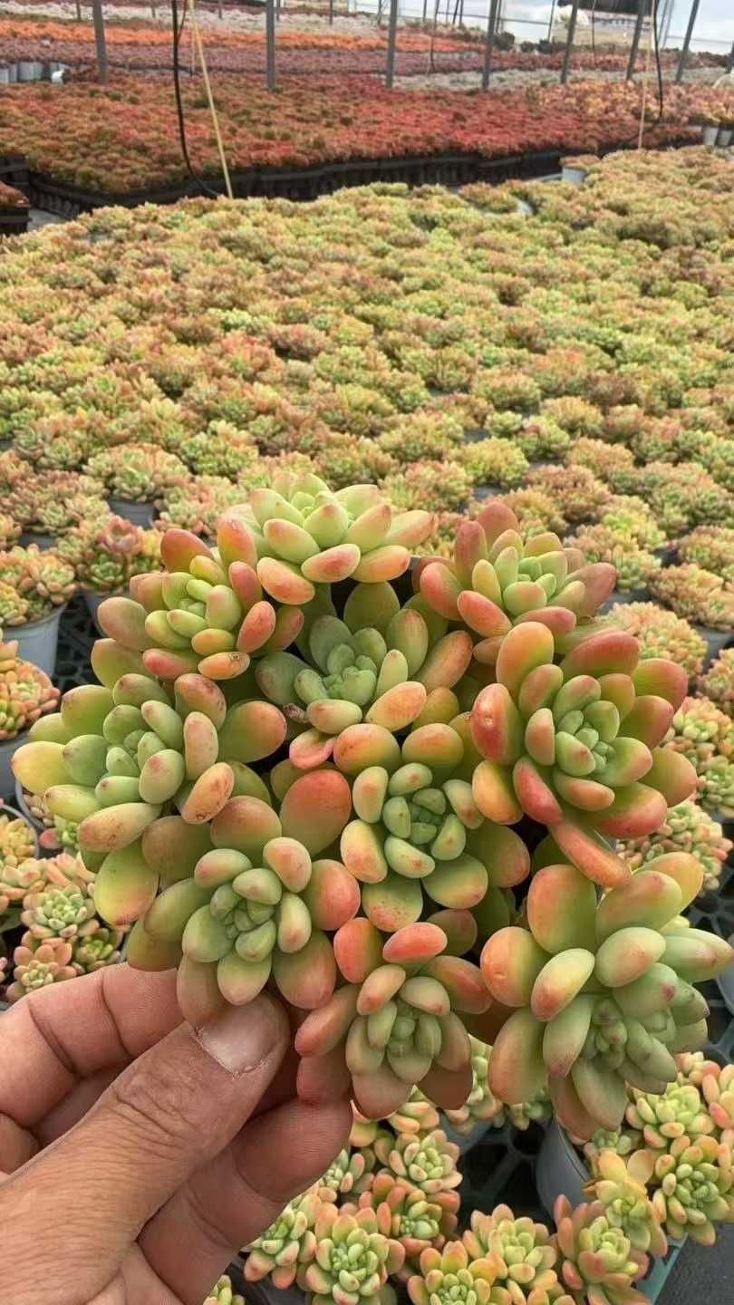 アエオニウム　韓国苗　オクス　多肉植物　ポコ多肉 アエオニウム 韓国苗 オクス 多肉植物 ポコ多肉 【公式通販】